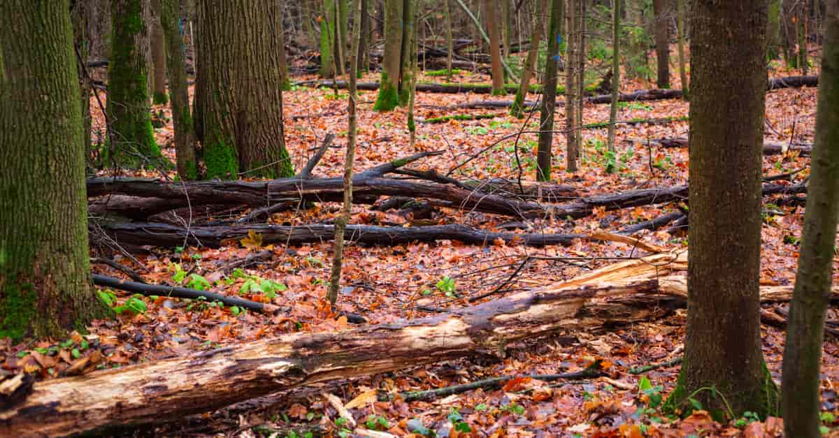avoid-decaying-wood