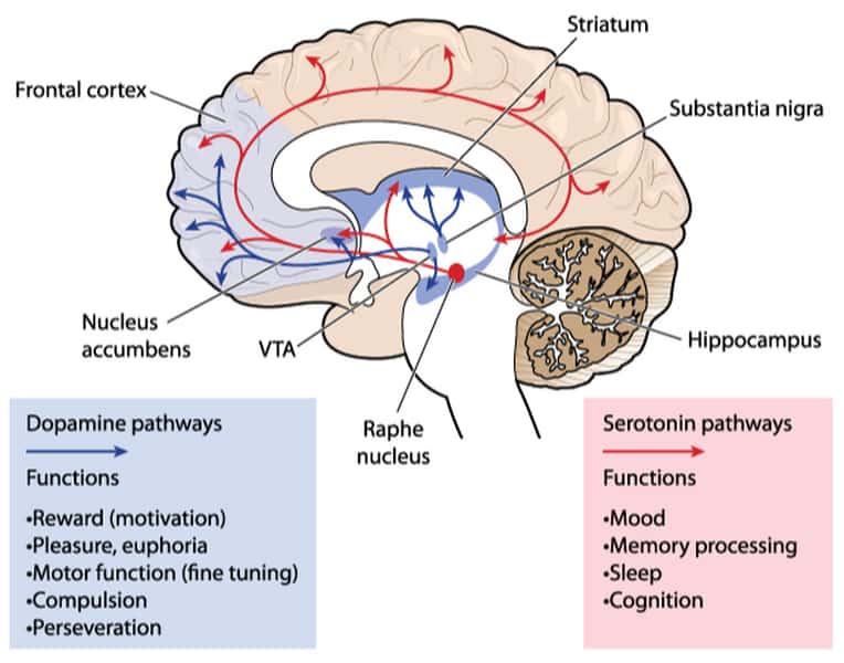 dopamine-pathways