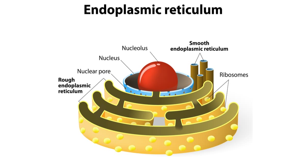 endoplasmic-reticulum