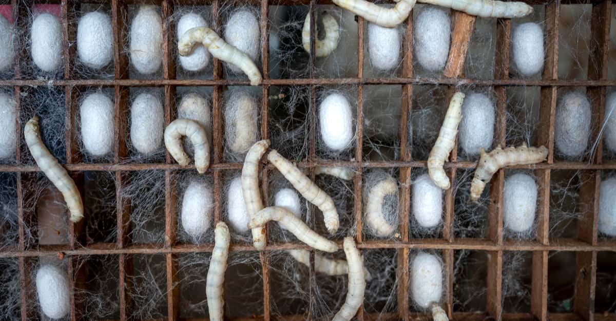 silkworms