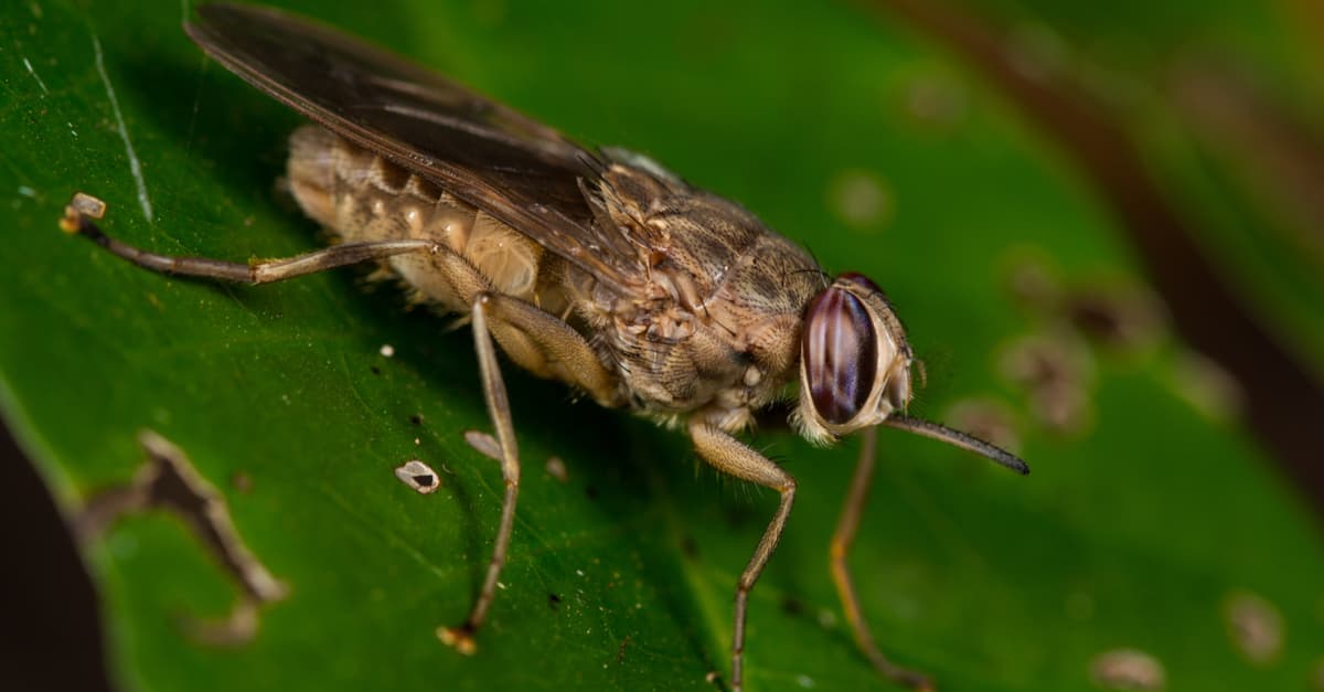 tsetse-fly