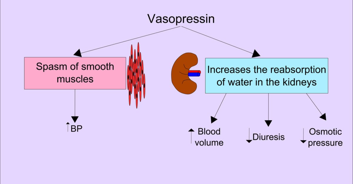 vasopressin-functions