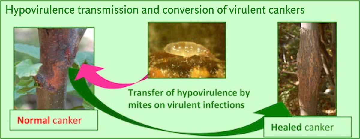 Hypovirulence