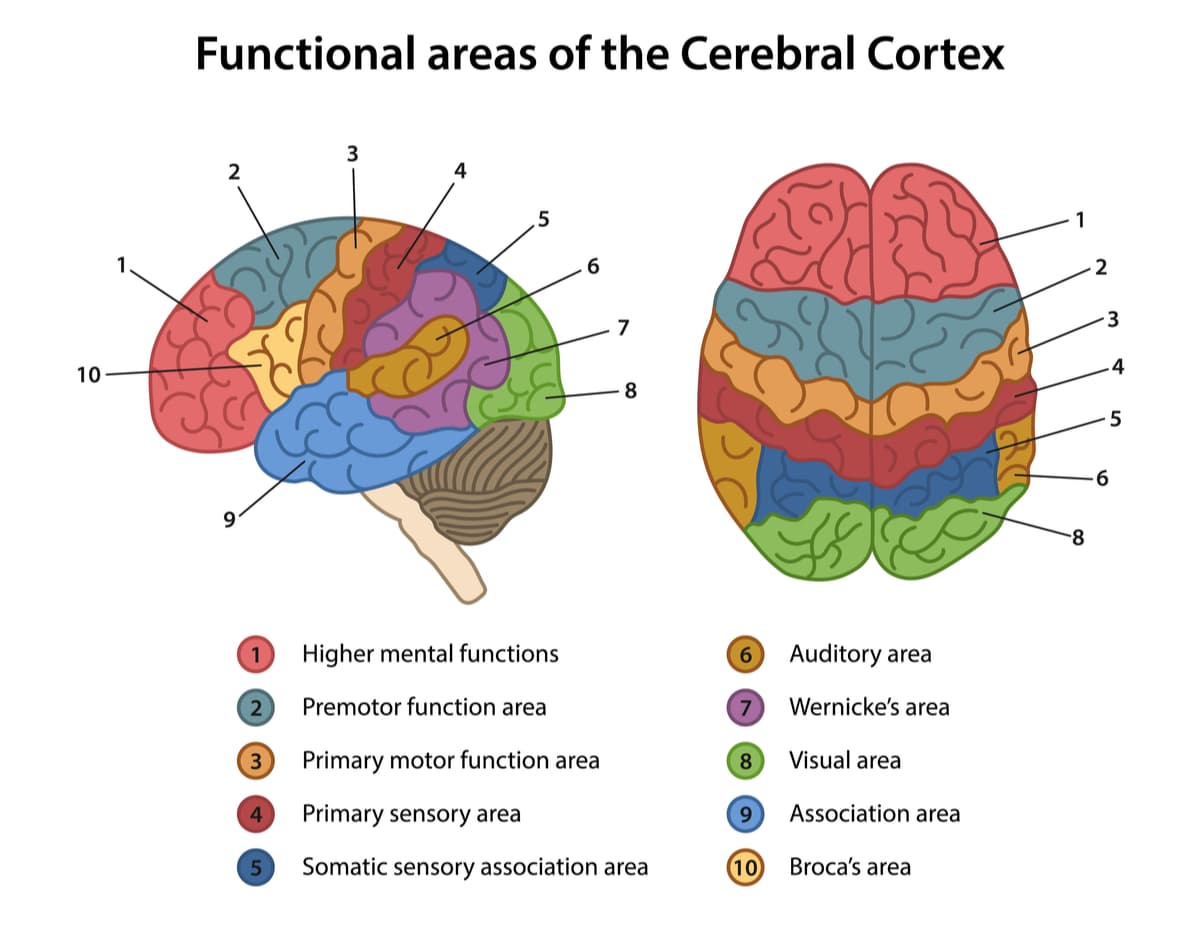 cerebral-cortex