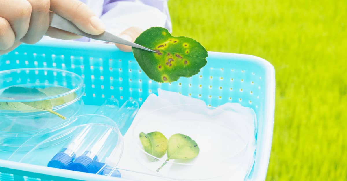 detecting-citrus-canker