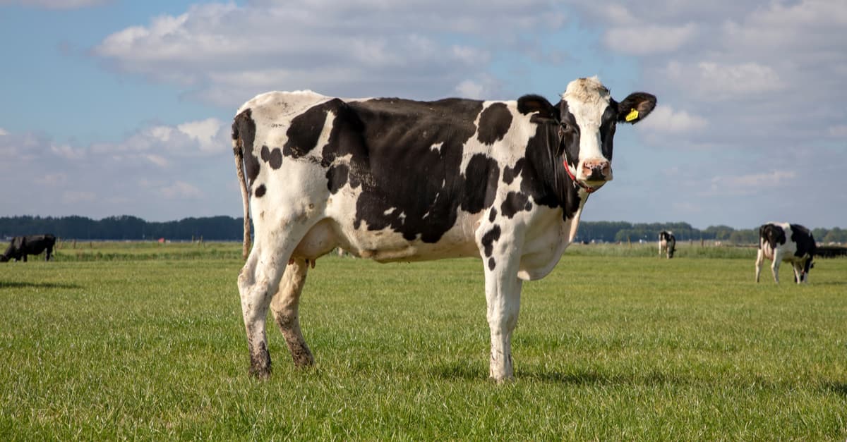 holstein-friesian-dairy-cows
