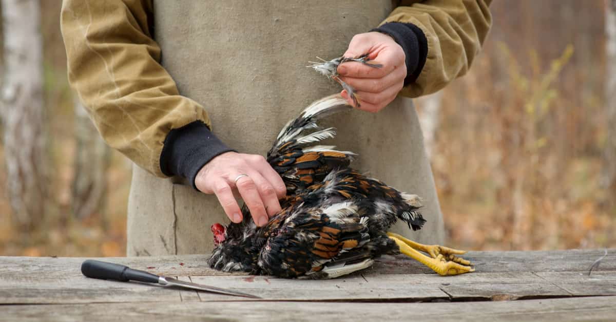 plucking-a-chicken