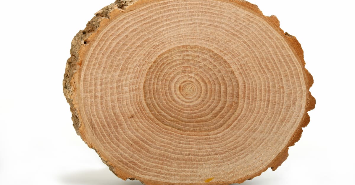 tree-growth-rings