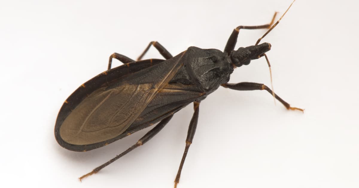 triatomine-bug