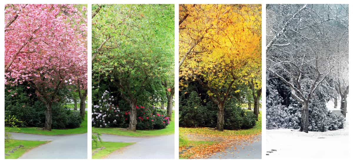 the-life-cycle-of-a-tree